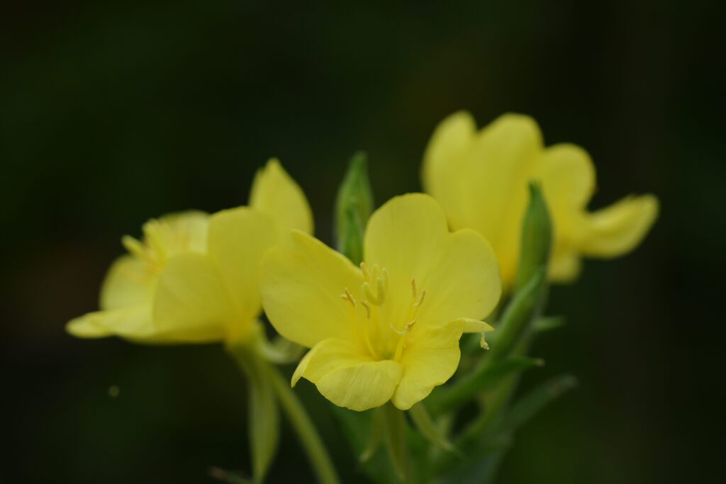 野の花　DSC_7329