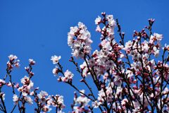 サクラ　２　　DSC_1721