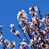 サクラ　２　　DSC_1721