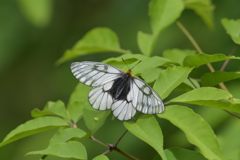 これもアゲハチョウ　　DSC_2540