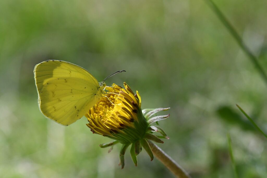 野の花にキタキチョウ　１　  DSC_9198