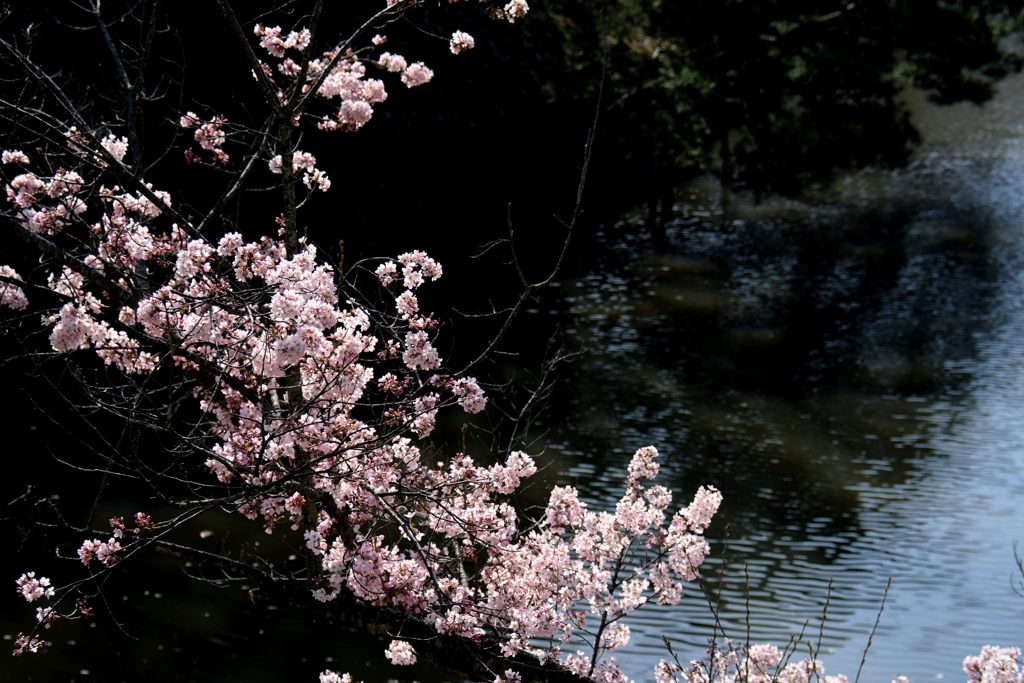 堀の桜　　DSC_1165