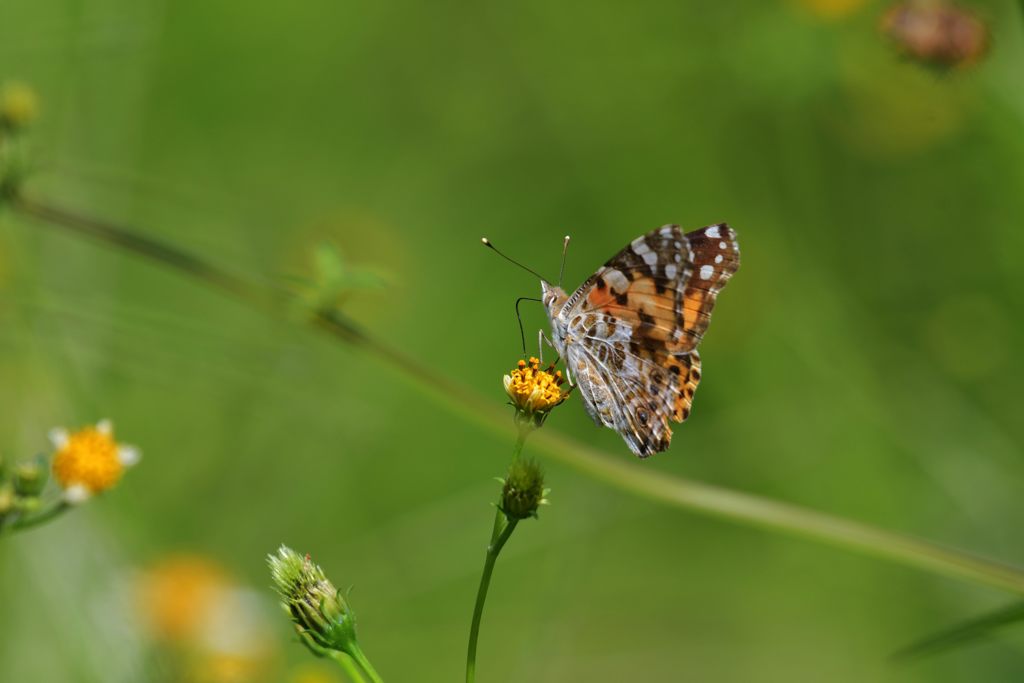 斜め後ろから　DSC_9119