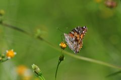 斜め後ろから　DSC_9119