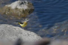 足取り軽やかに　　DSC_2195
