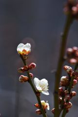 堤防の梅咲く　DSC_0896