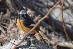 ジョウビタキ　　DSC_7040