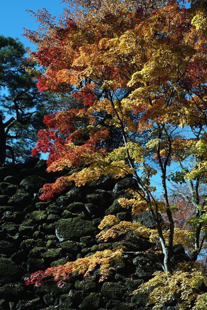 古城の紅葉　　 DSC03082