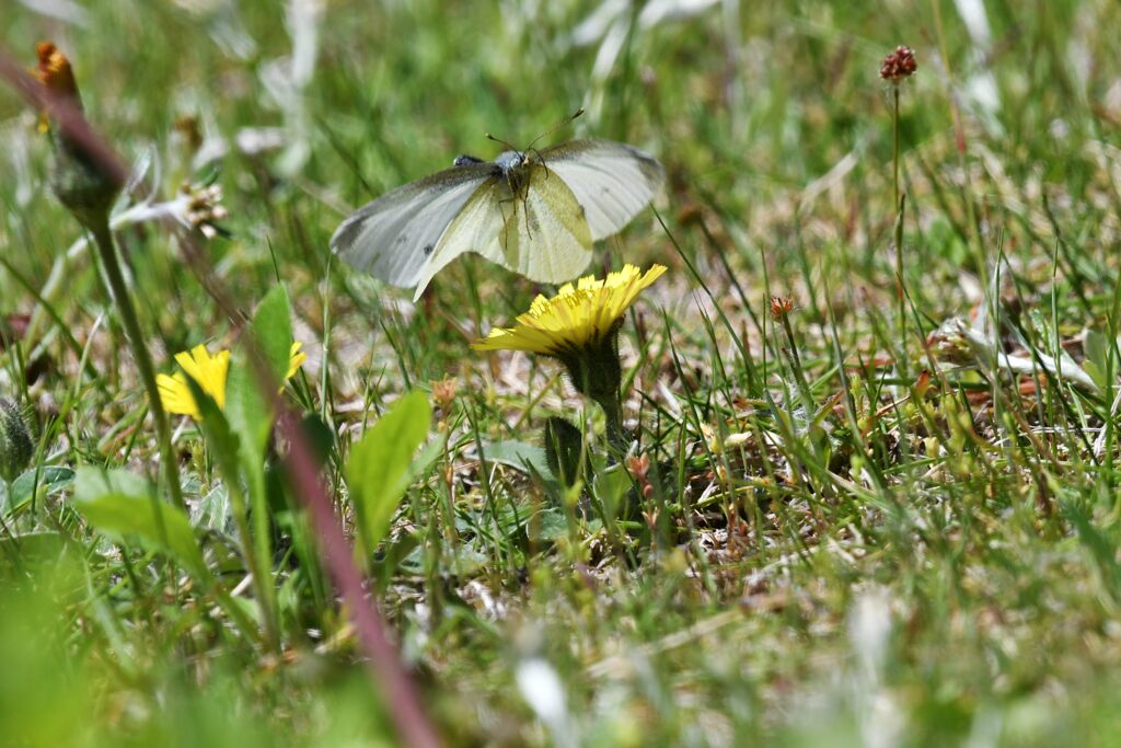 野の花にモンシロチョウ　　　DSC_8514