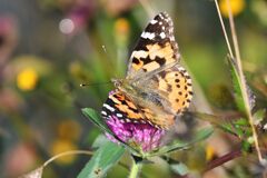 野の花にヒメアカタテハ　　　DSC_4700