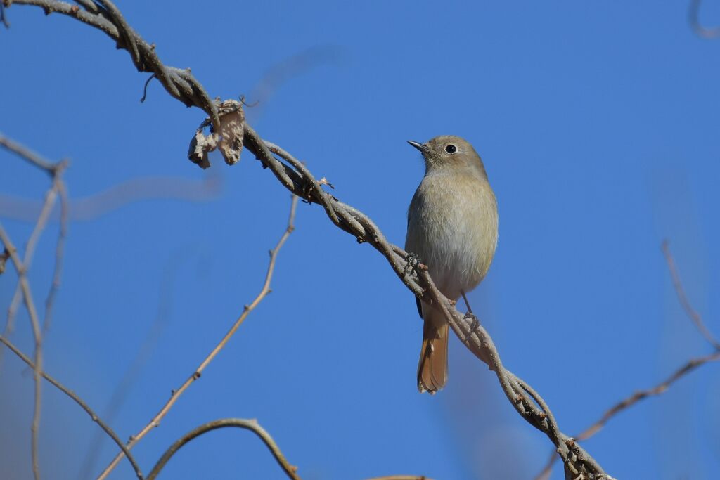 撮り初め　３　DSC_6124