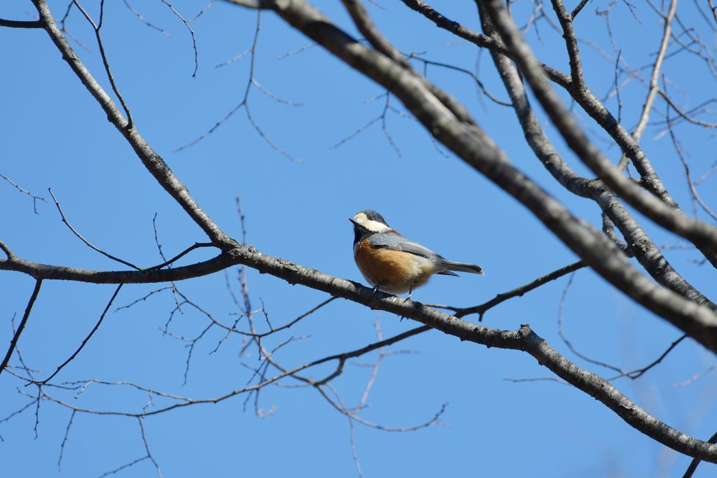 今日は好い天気　DSC_5485