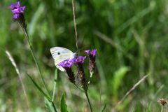 バーベナロリポップにモンシロチョウ　　　DSC_2576