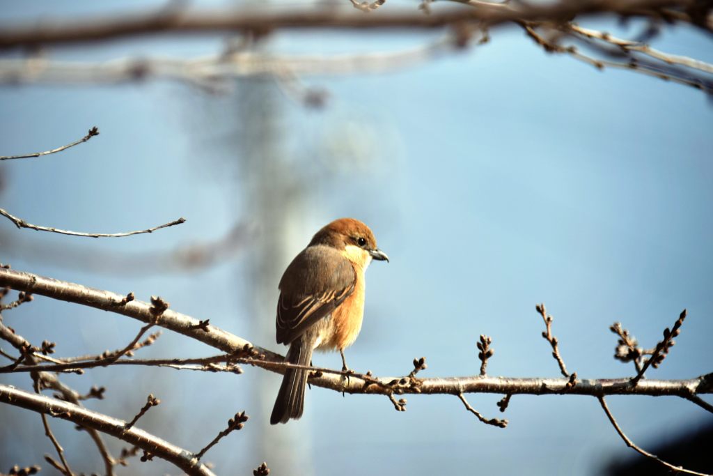 探す　DSC_0666