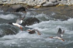 カワアイサの飛び立ち　　DSC_8517