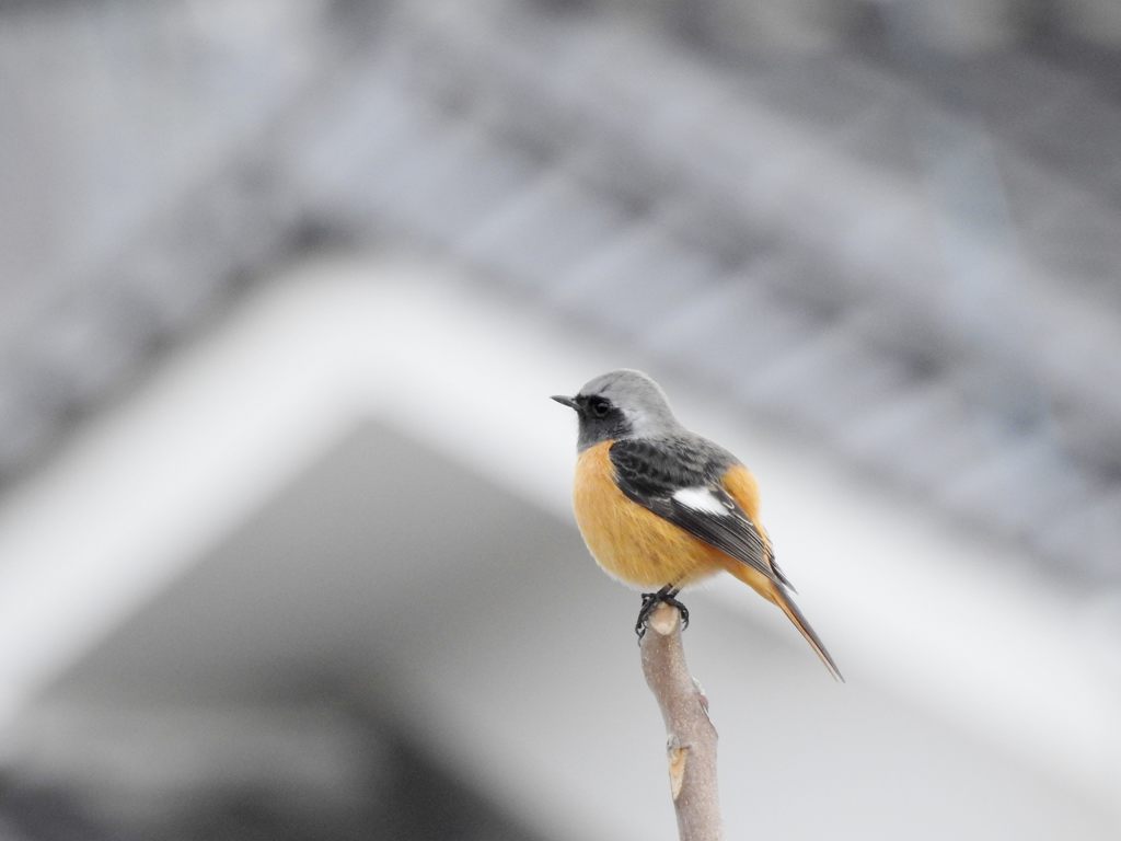 朝のジョウビタキ　２　DSCN2435