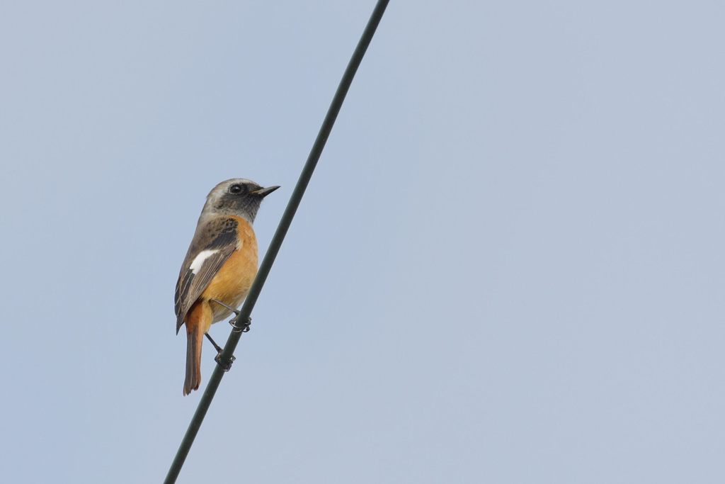 右向きます　DSC_2315