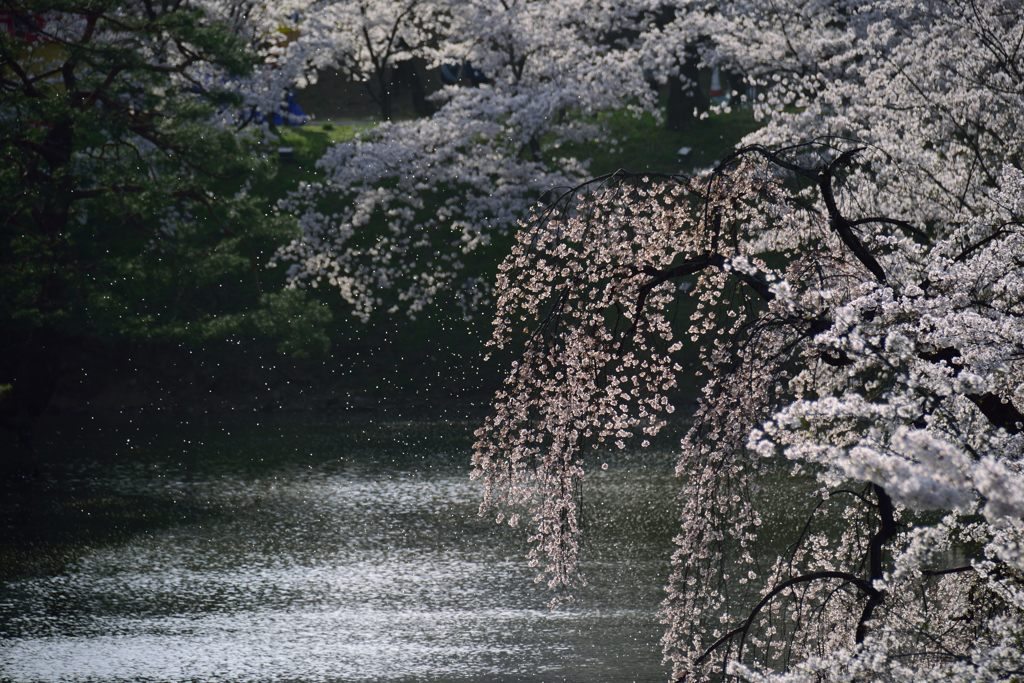サクラ舞う　DSC_4544