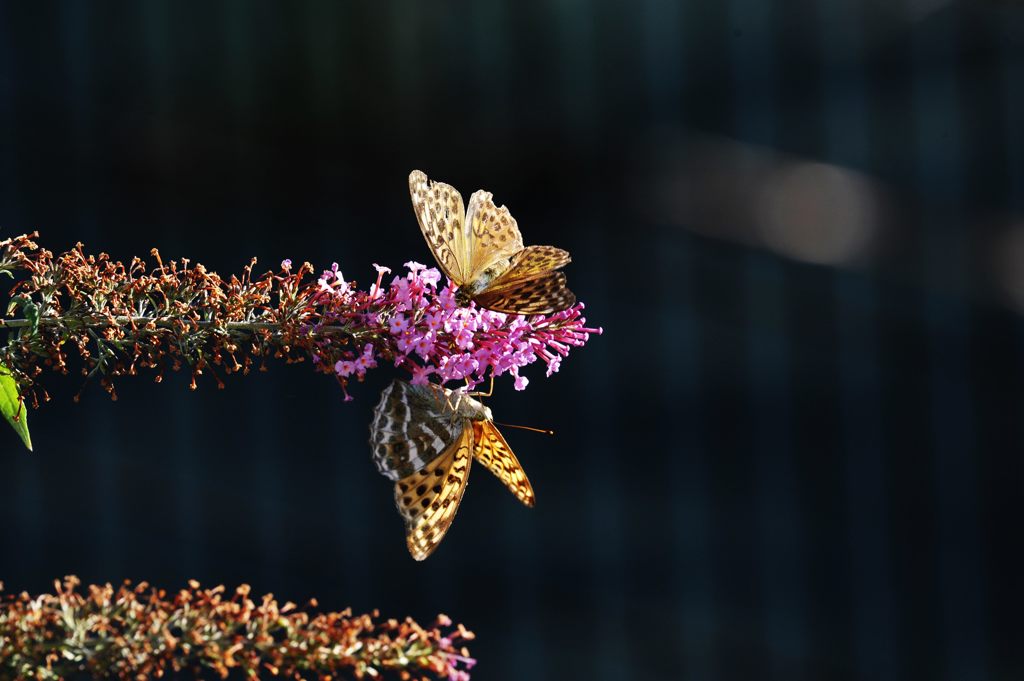 分け合う　DSC_8866