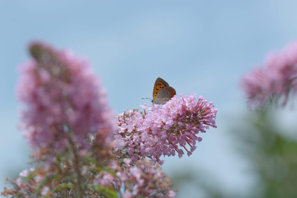 ブッドレアにベニシジミ　DSC_6985