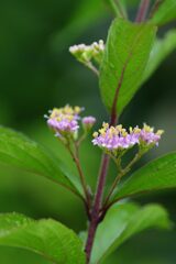 コムラサキの花　DSC_6198