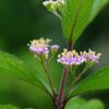 コムラサキの花　DSC_6198