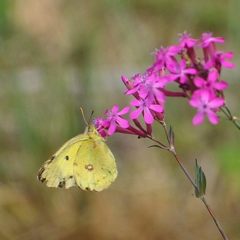 至福の時　　DSC_4015
