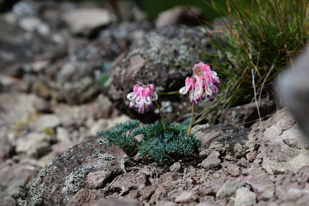 移ろう季節　DSC_5638