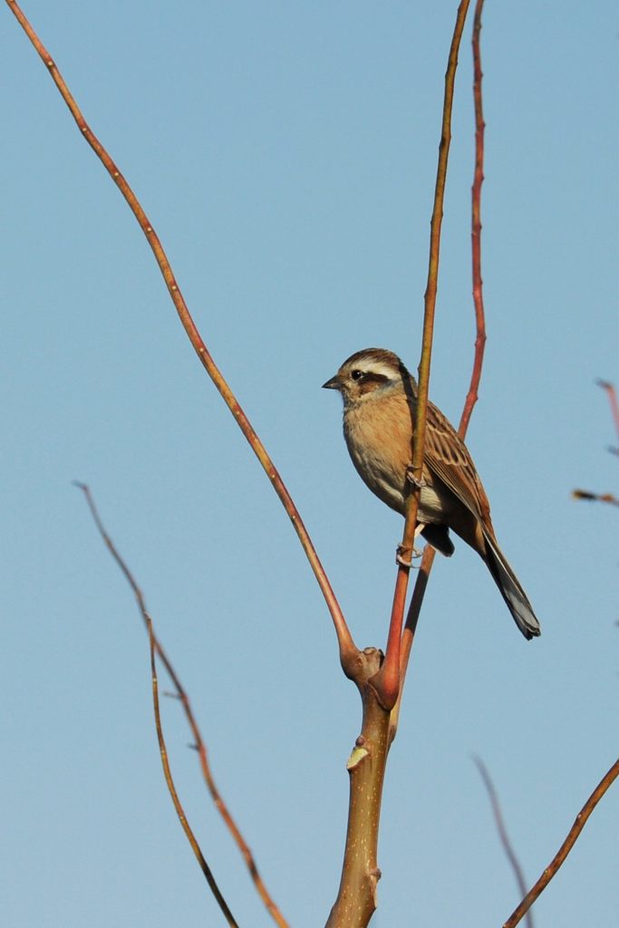 小春日和に　　 DSC_8359