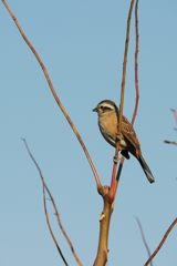 小春日和に　　 DSC_8359