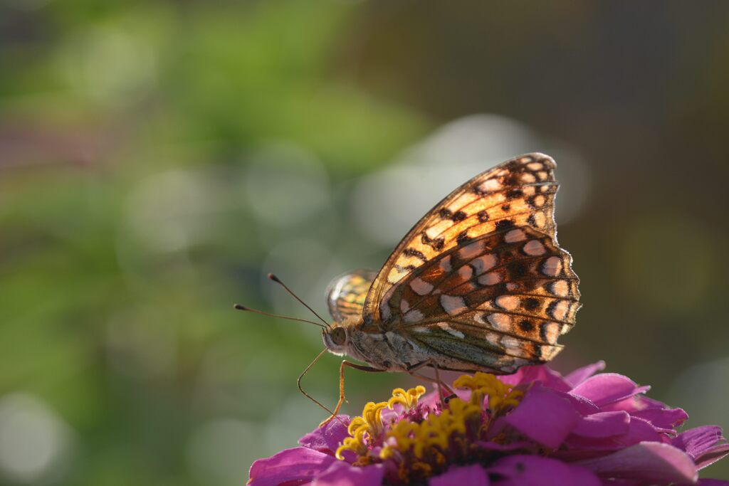 翅輝いて　　DSC_3162