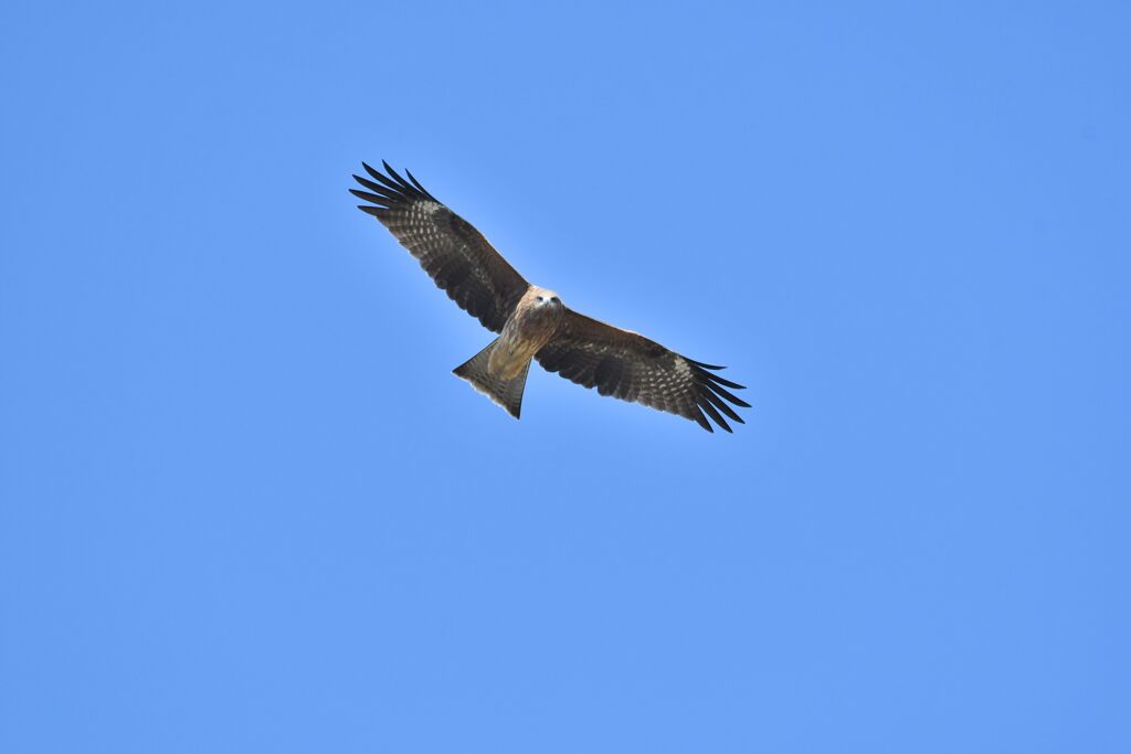 青空にトビ舞う　　DSC_4830