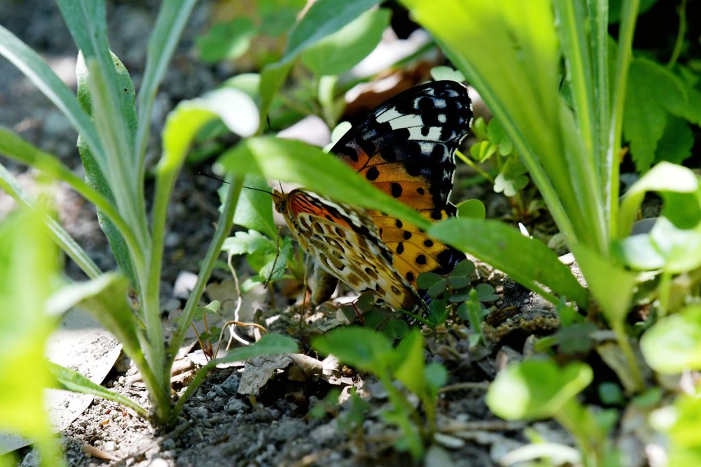 命を繋ぐ　DSC_0242