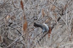アクロバット　DSC_5966