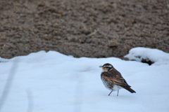 残雪に　 DSC_2502