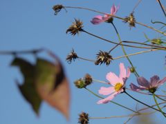 もうひとがんばり　DSCN0265