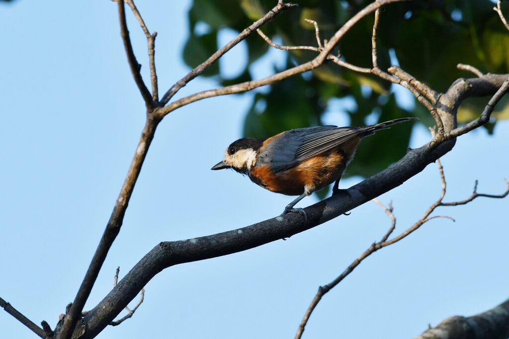 ヤマガラ　　DSC_9849