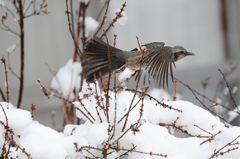今行くね！　　DSC_2894