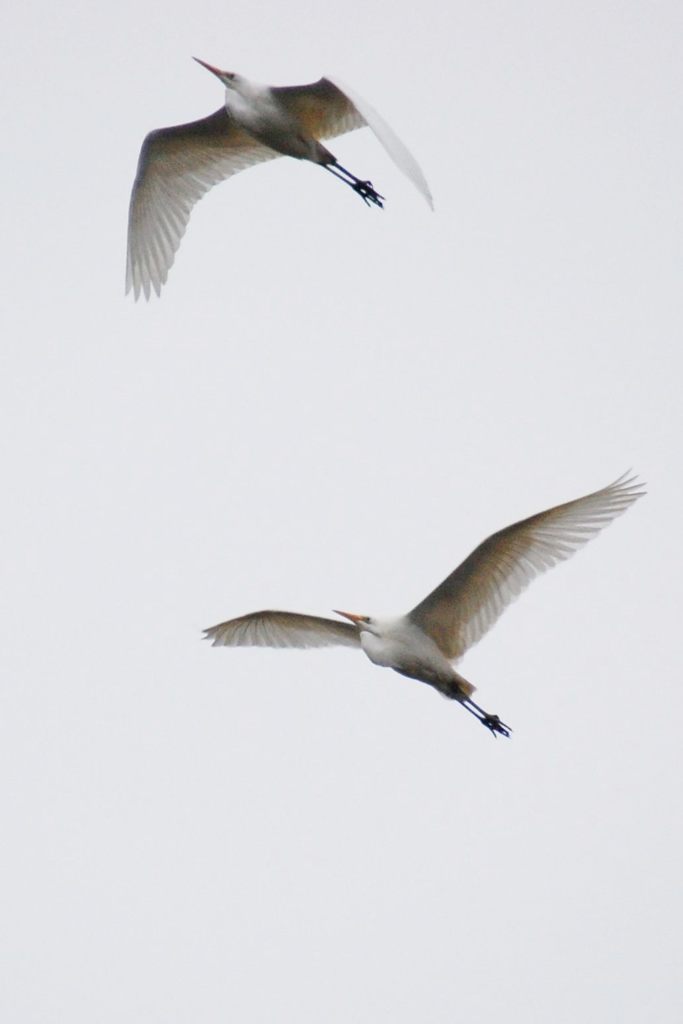 飛翔、朝靄の中に２　　　DSC_4858