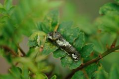 葉っぱのベッド　DSC_2728