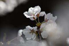サクラ　　DSC_1853