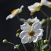 移ろう季節　１　DSC_3805