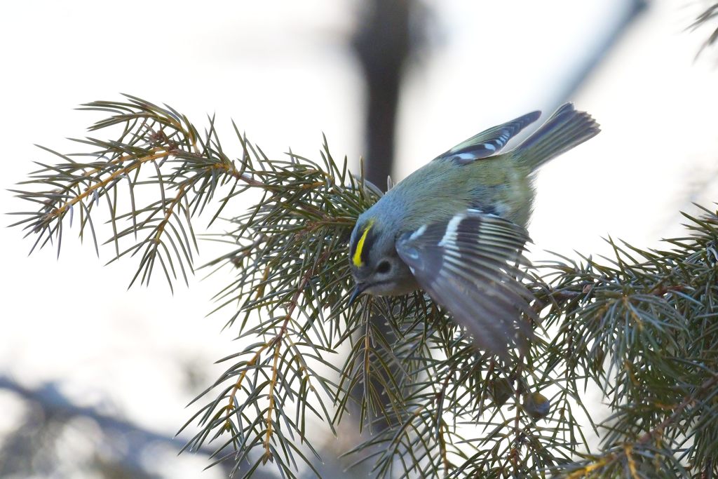 羽も見てね！　DSC_7084