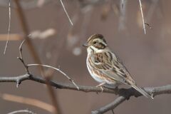 優しい表情　DSC_6433
