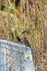 ジョウビタキくん、となりはだーれ？　　DSC_4601