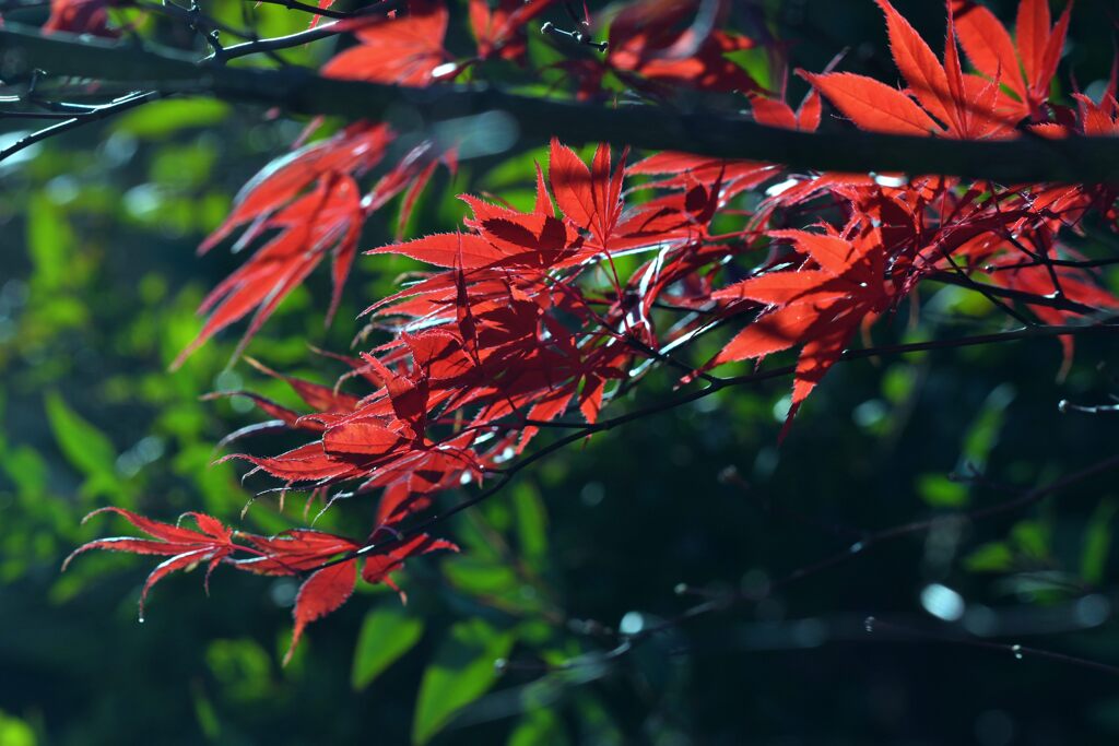 最後の輝き　　DSC_0549