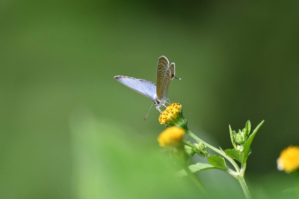 野の花にウラナミシジミ　　DSC_2463