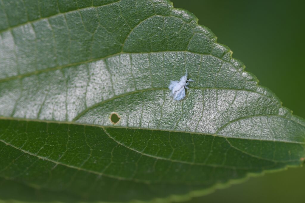 君はだ～れ？　　DSC_2898