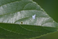 君はだ～れ？　　DSC_2898