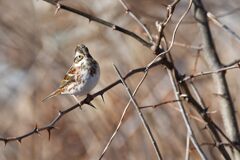 カシラダカ　　DSC_4074